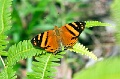 CRW_1311_Hypanartia lethe on fern